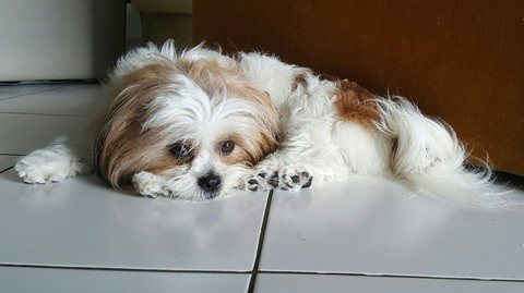 My Lily pet