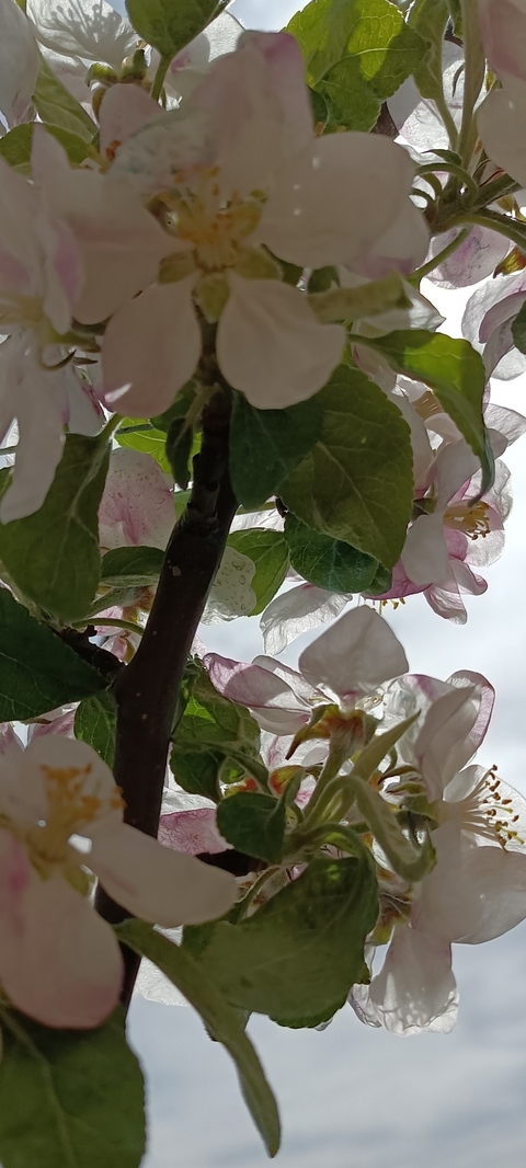 flower, tree achtergronden
