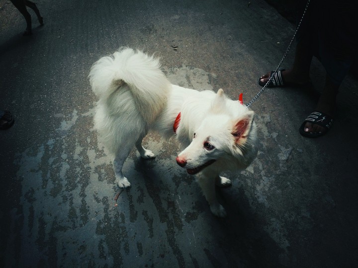 Doggy