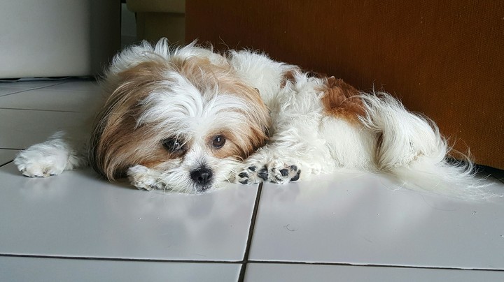 My Lily pet
