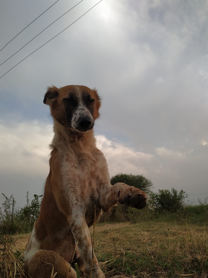 dog