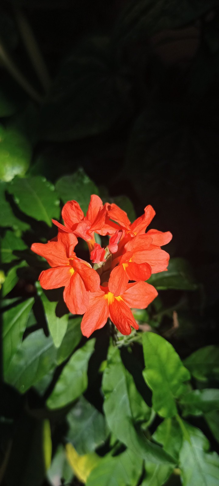 crossandra