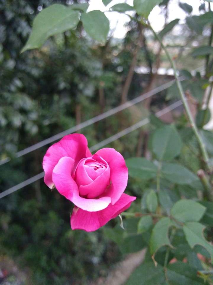 a half bloomed beautiful pink rose