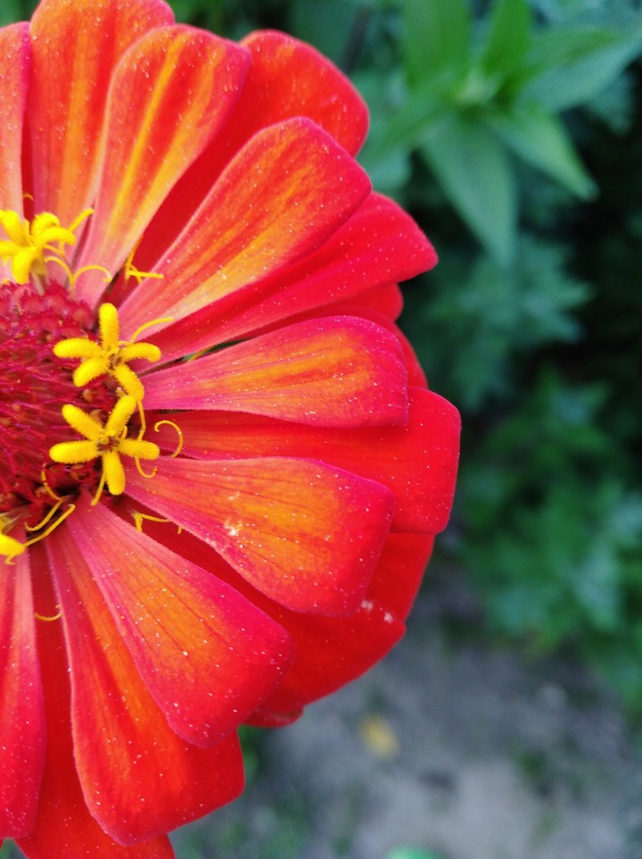 il giardino dei fiori