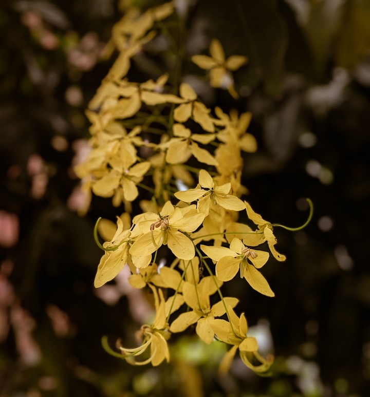 flower bunch