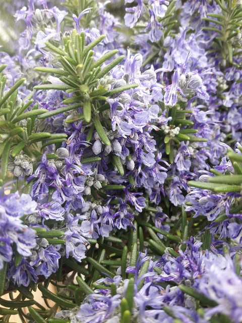 sfondi rosemary, petal