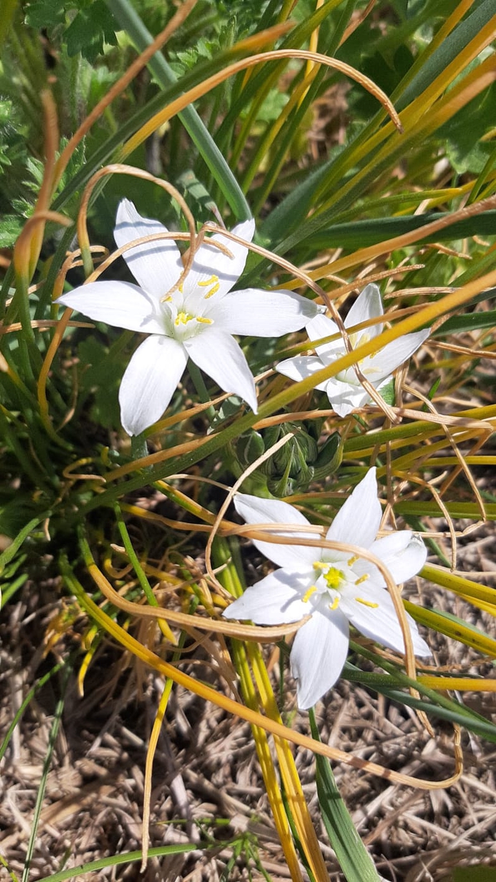country flowers