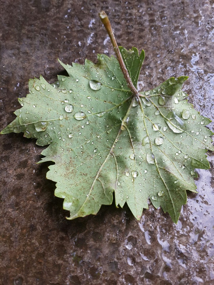 drops