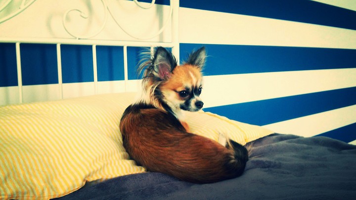 Dog