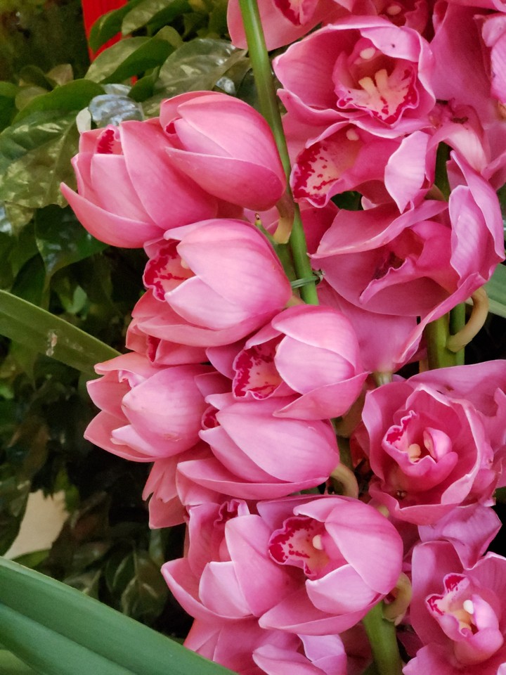 Pink flowers real