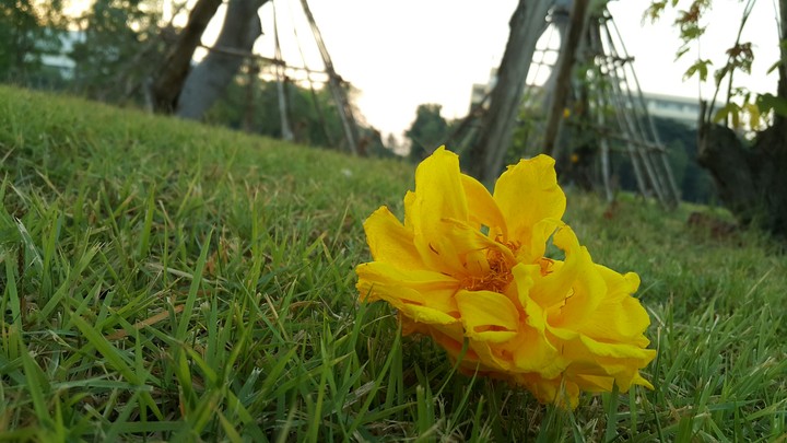 yellow tabebuia