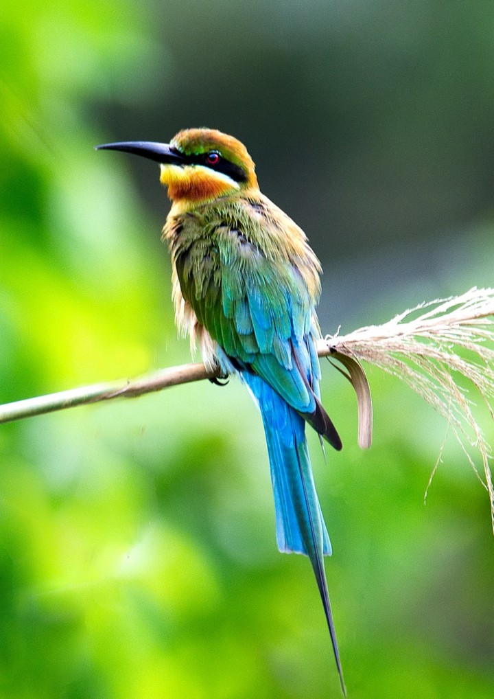 lovely bird....