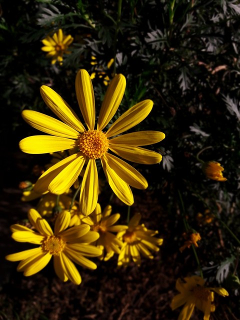 Yellow flower
