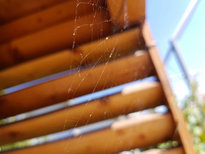 spiderweb on focus