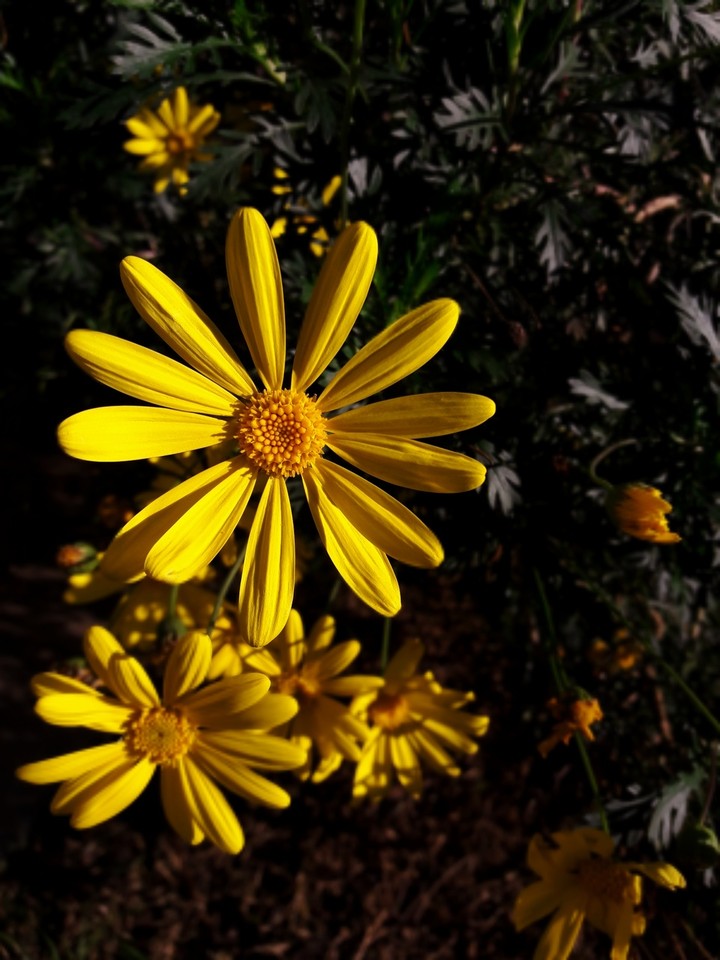 Yellow flower