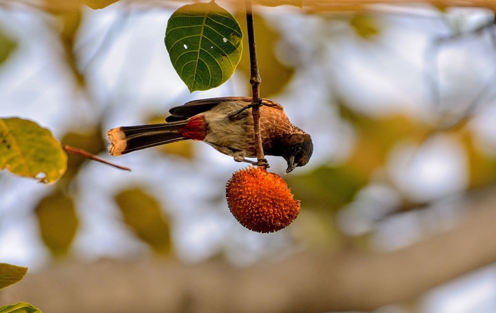 BulBul Indian Bird