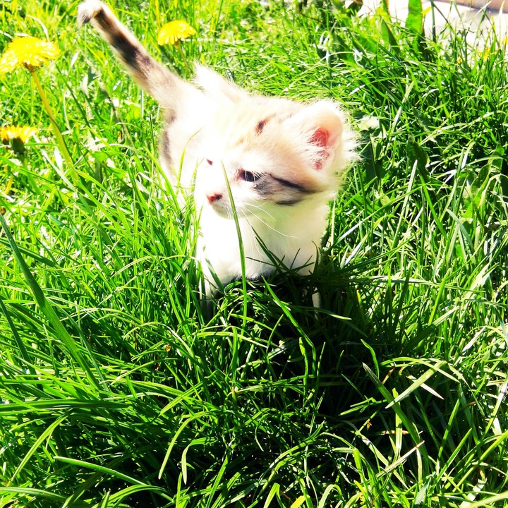 little cat