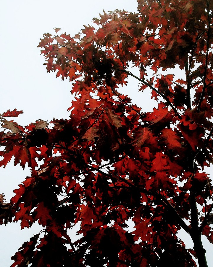 Fall