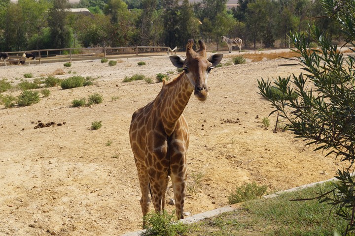 Animal