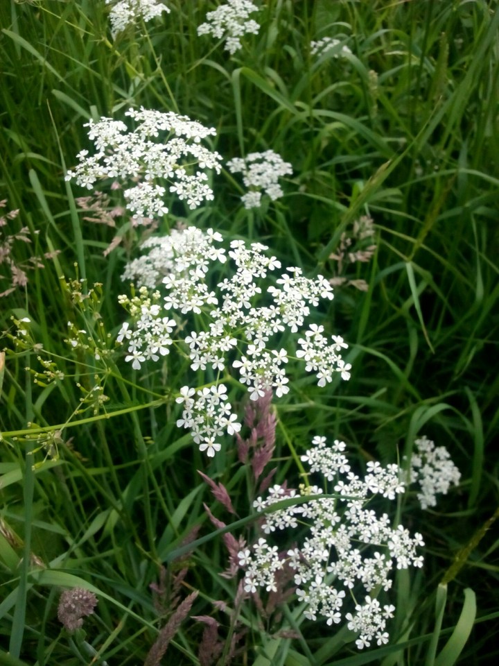 Natur