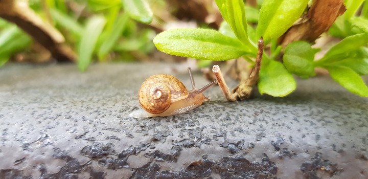 snail small