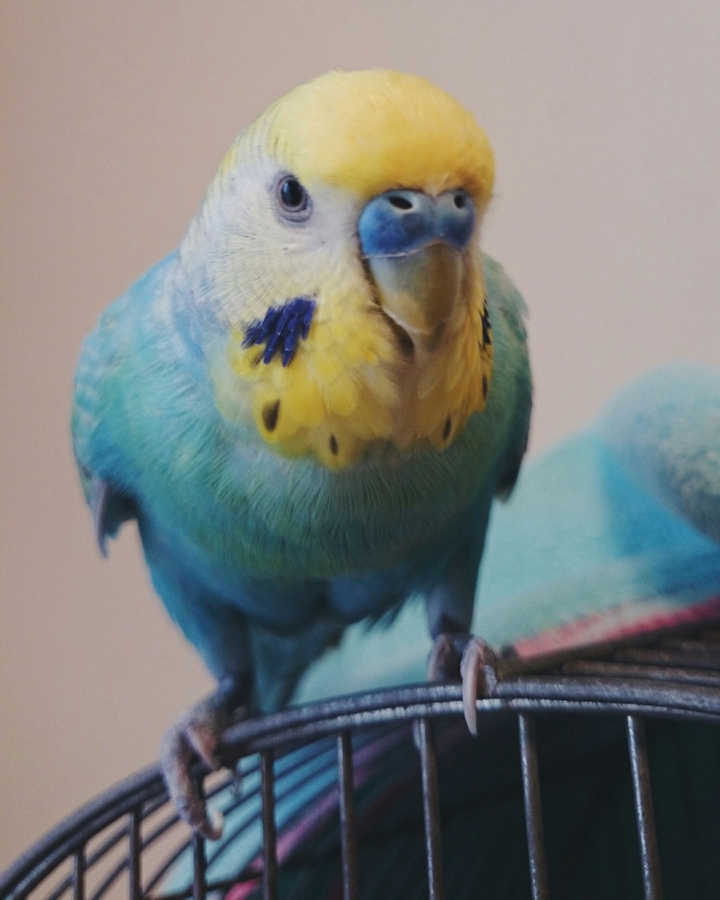 Hello