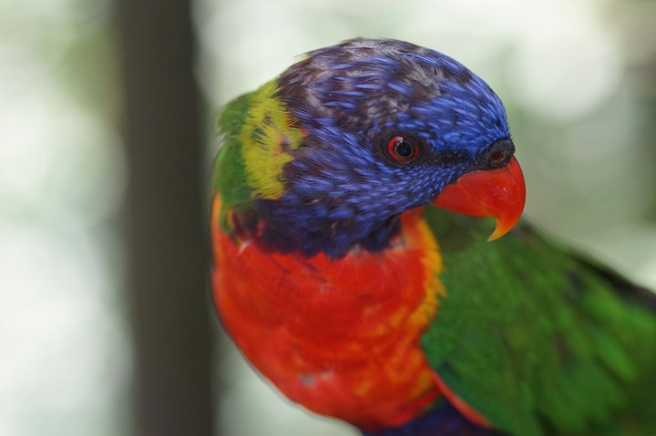 Jurong bird park