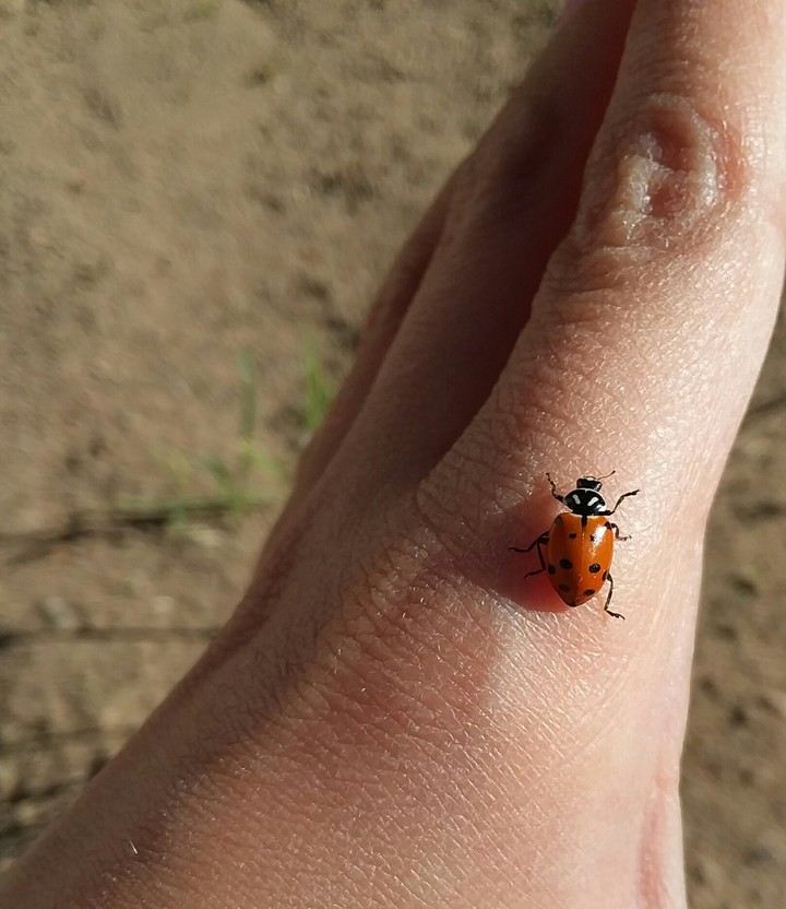 Lady Bug came to chill