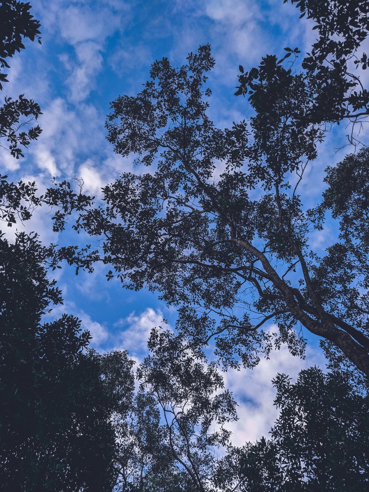 Trees