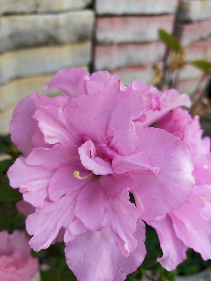 pink flower