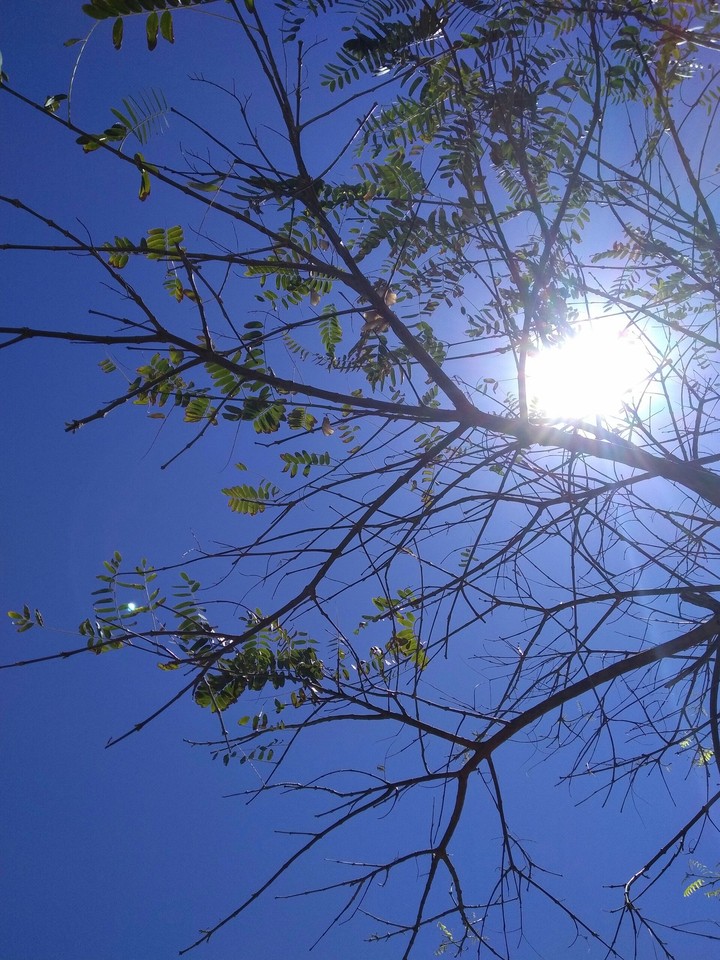 Sun behind the tree