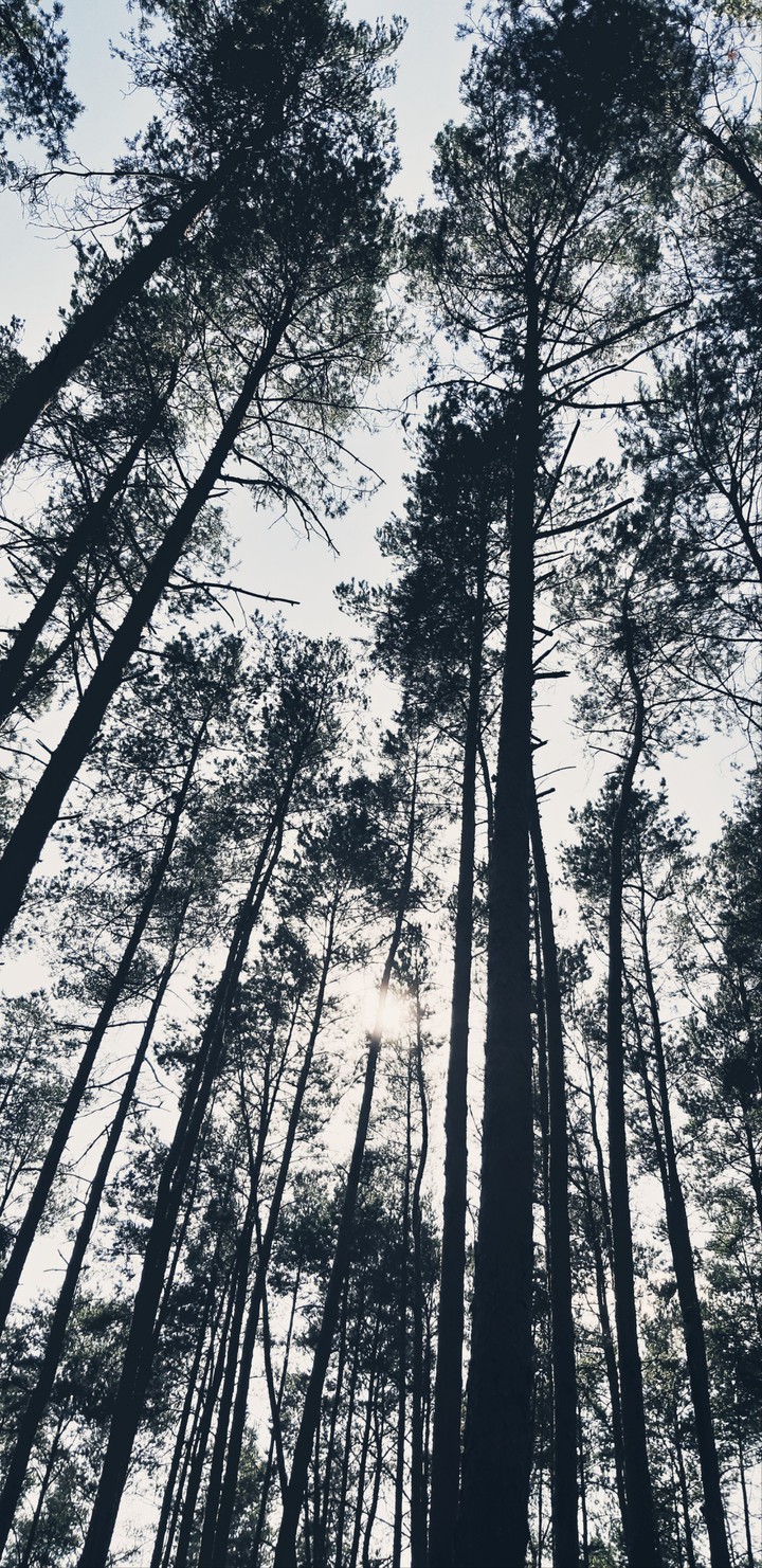 wood