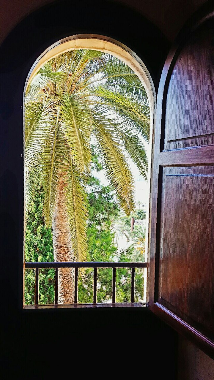 Palm tree trough window