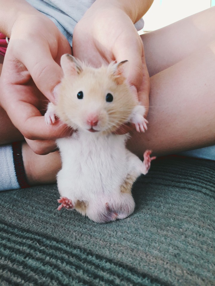 Alvin