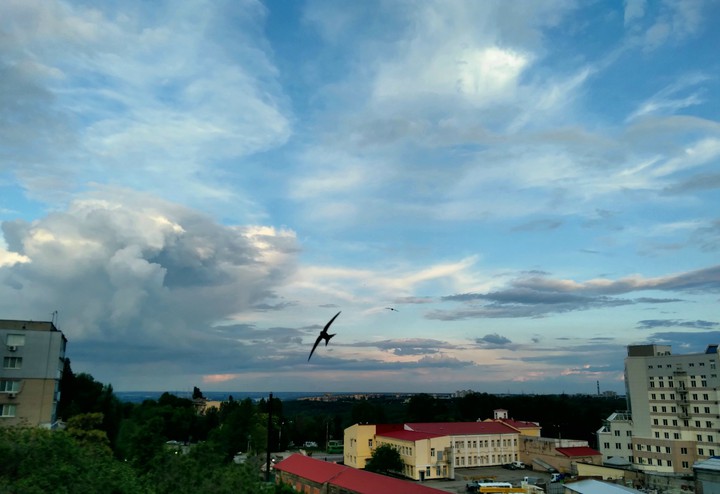 ласточка
