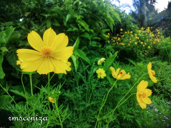 Flower blooms