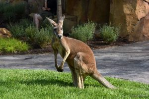 kangaroo at a zoo