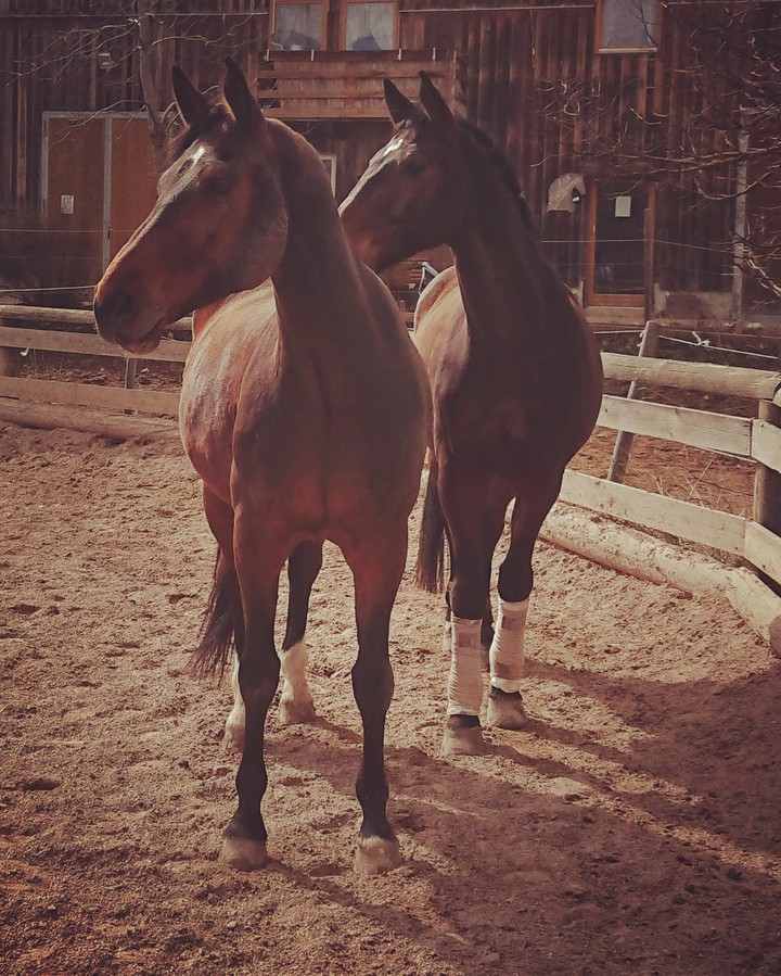 horse