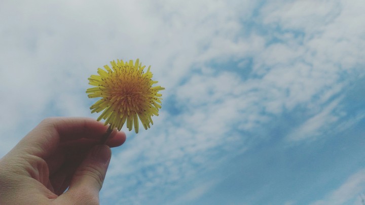 Dandelion