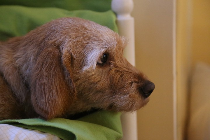 dog