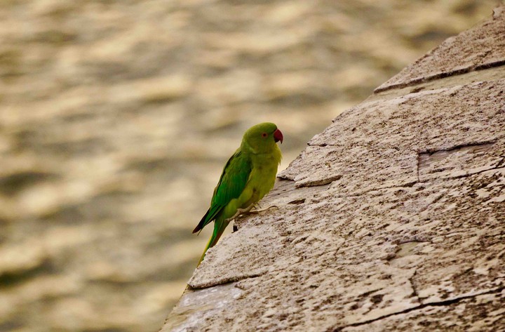 parrot
