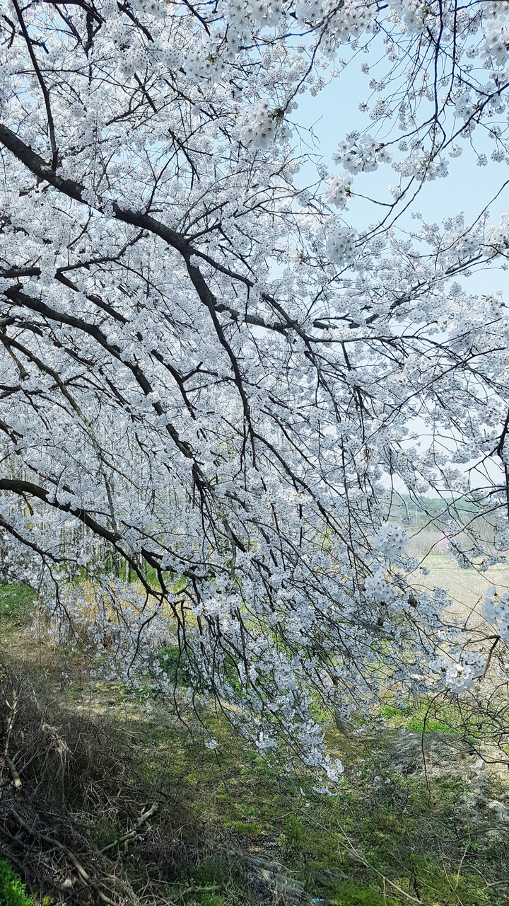 벚꽃