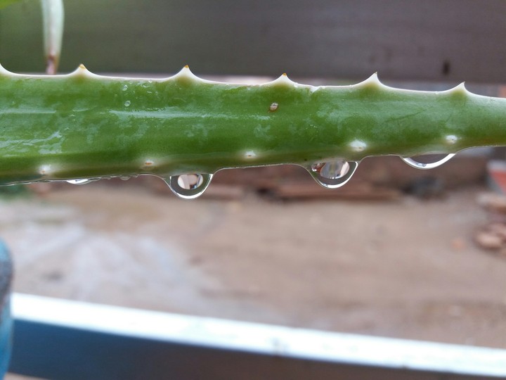 raindrops
