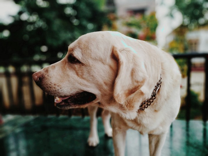 Labrador