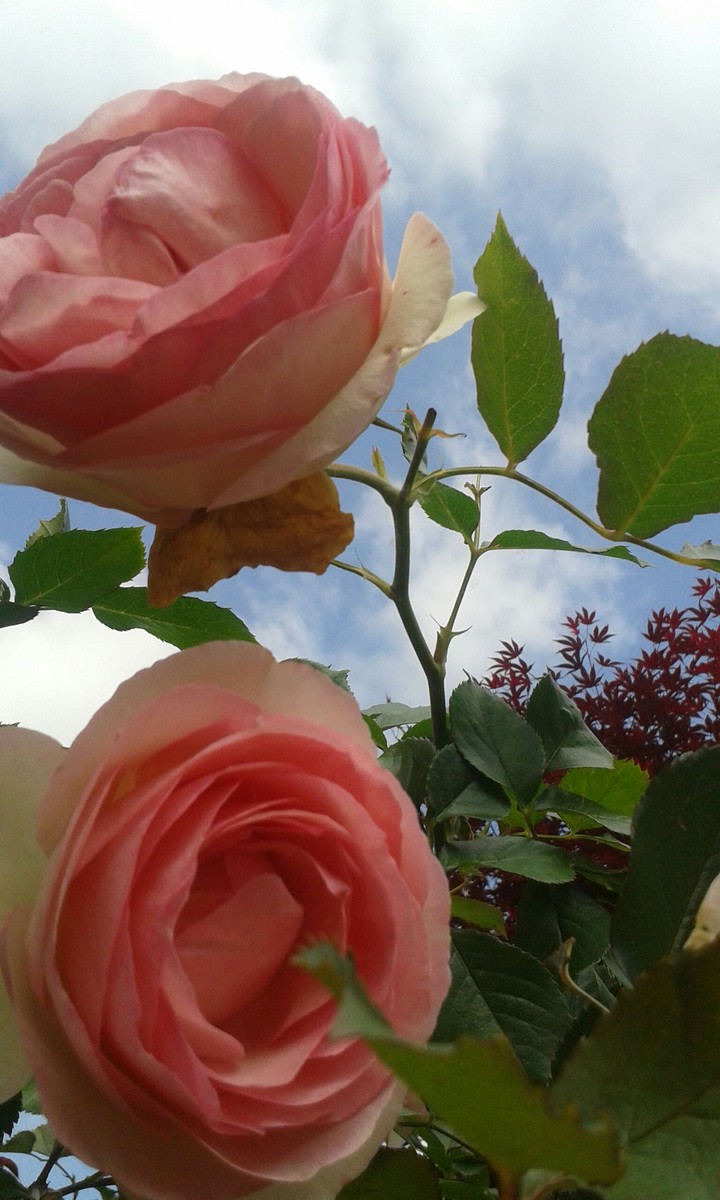 roseacero