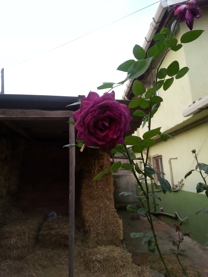 purple rose