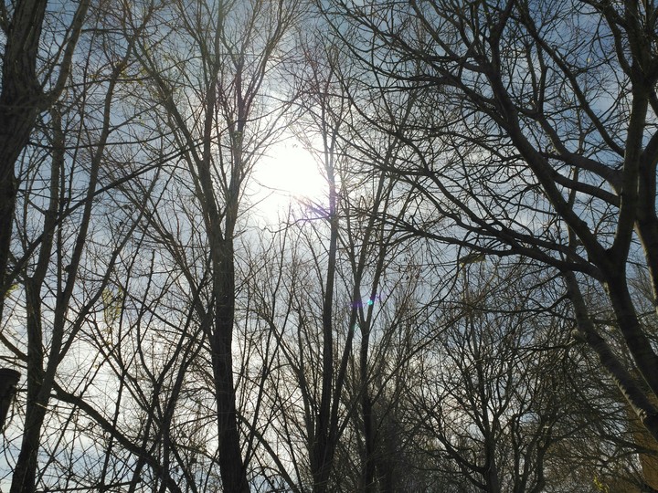 Under Trees