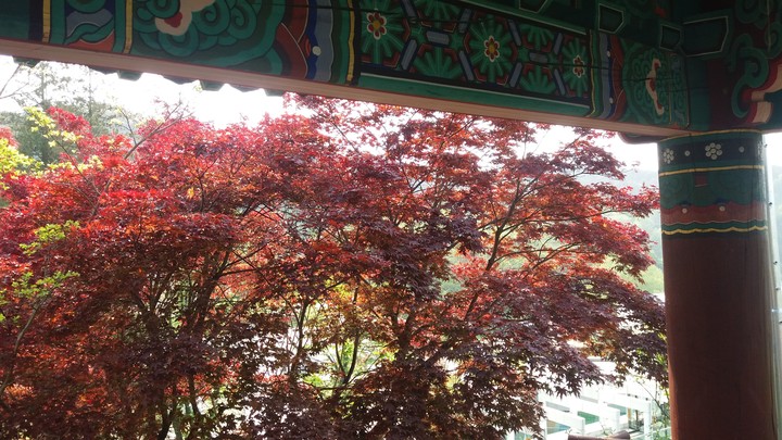 단청과 단풍