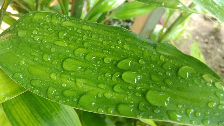 Green Leaf