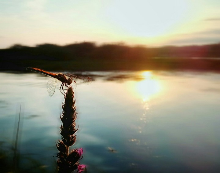 dragonfly